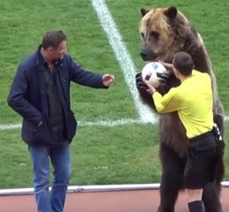 世界杯与棕熊的奇妙联结