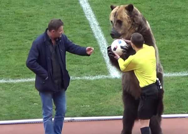世界杯与棕熊的奇妙联结-第1张图片-寰星运动网