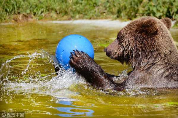 世界杯与棕熊的奇妙联结-第3张图片-寰星运动网